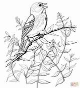 Sparrow Sparrows Supercoloring Gorriones Burgess Wasserfarben Yellowhammer Warbler Permanently Moved Cantor Dibujo sketch template