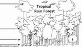 Rainforest Layers Coloring Pages Amazon Animals Tropical Activity Worksheets Choose Board Activities Science sketch template