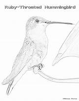 Coloring Pages Ruby Hummingbird Throated Getdrawings sketch template