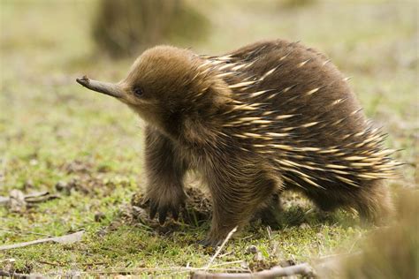 echidna facts animal facts encyclopedia