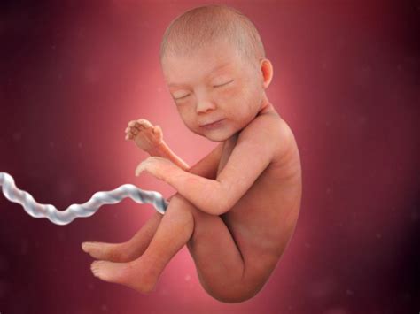 fetal development timeline babycenter