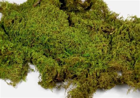 peat moss gardening abc