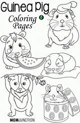 Coloring Pig Pages Ginnie Guinea Comments Printable sketch template