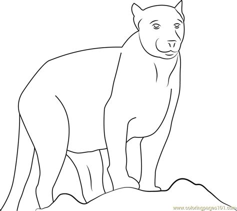 beautiful panther coloring page  panther coloring pages