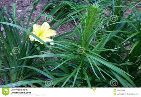 pale yellow spring lily   field  dark green foliage stock photo