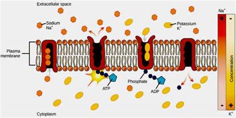 active transport assignment point