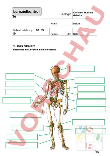 wwwunterrichtsmaterialch biologie anatomie