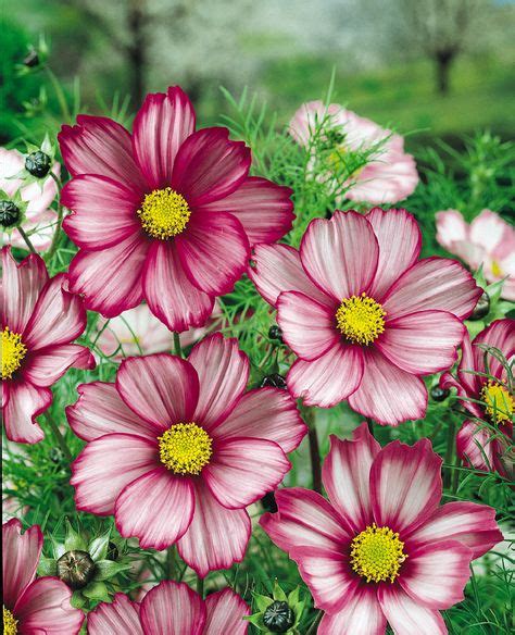 99 coreopsis and cosmos ideas plants perennials flowers