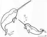 Narwhal Bettercoloring Getcoloringpages sketch template