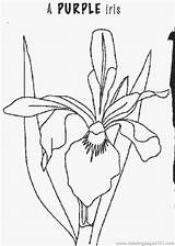 Iris Coloring Flower Flowers Printable Pages Popular sketch template