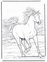 Coloring Horse Pages Printable Kids Animal sketch template