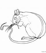 Coloriage Souris Imprimer Toupty Boutons Servir Peux Dessus sketch template