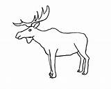 Moose Antler Drawing Getdrawings Coloring Pages sketch template