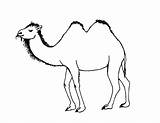 Camel Coloring Bactrian Camels Pages Printable Color Cartoon Kids Clipart Template Cliparts Animal Printing Desert Library Arabian sketch template