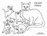 Kittens Coloring Cat Pages Kitten Drawing Color Printable Getcolorings Getdrawings Pdf Printing sketch template