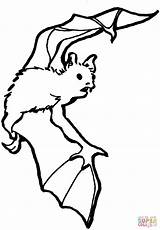Fledermaus Ausmalbilder Ausmalbild Fliegt Kurve Bats Lunch Tiere Malvorlage Clipartmag Anflug sketch template