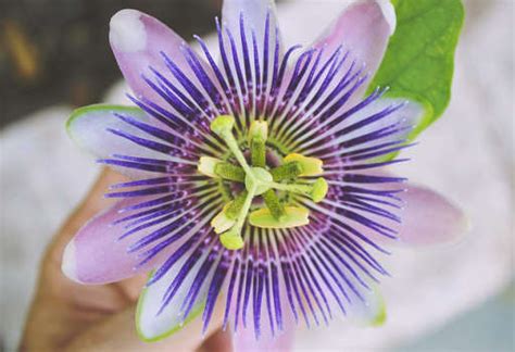 Health Benefits Of Passion Flower Properties And Uses