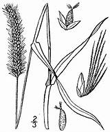 Foxtail Drawing Plants Yellow Bristly Usda Britton 1913 Flora Nrcs Illustrated Database Northern Brown sketch template
