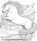 Da Colorare Cavalli Disegni Cavallo Di Horse Coloring Adulti Pages Per sketch template