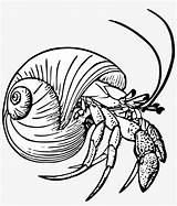Crab Hermit Crabs Carle Clipartmag Pngkey sketch template