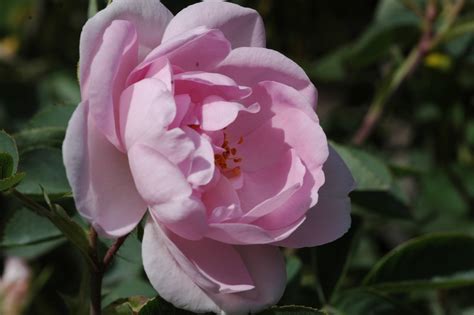 rose céleste rosa ca 200cm seit 1759 1600 rosen online kaufen