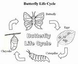 Schmetterling Lebenszyklus Schmetterlings Metamorphosis Besuchen Farbtonseite Monarch sketch template