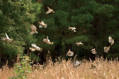 standout lodges   southern quail hunter