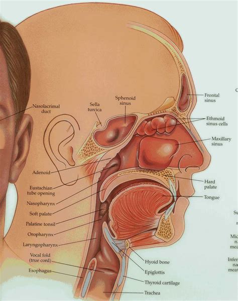 anatomy   head  neck