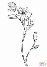 Coloring Scilla Pages Flower sketch template