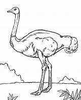 Avestruz Kolorowanki Ostrich Salvaje Topcoloringpages sketch template