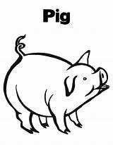 Pig Coloring Pages Pigs Peppa Printable Kids Piggy sketch template