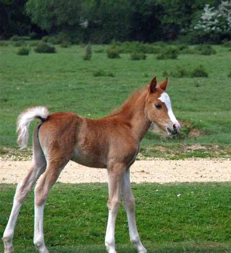 cute baby foal  stock photo public domain pictures