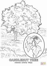 Tree Colouring Pages Banyan State Getcolorings Hawaii Coloring sketch template