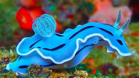 incredibly colorful sea creatures youtube