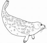 Foca Ausmalbild Anelada Seals Ringed Robben Kostenlos Malvorlagen Ausdrucken Harp Arktis Kategorien sketch template