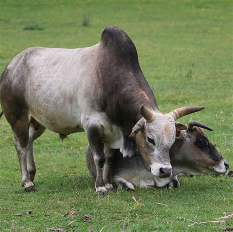 zebu