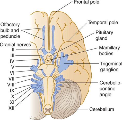 cranial nerves and pathways clinical neuroanatomy 28 ed