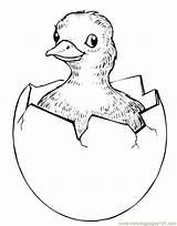 Chick Easter Hatching Coloring Drawing Chicks Printable Animals Getdrawings Color sketch template