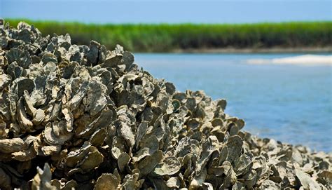 purdue researcher cracks open secret  oysters ability  stick