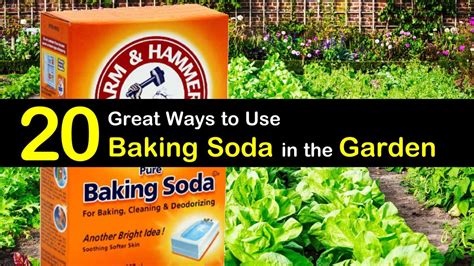 ingenious ways   baking soda   garden