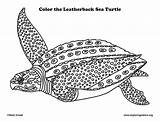 Turtle Leatherback Coloring Sea Drawing Pages Printable Leather Exploringnature Visit Paintingvalley sketch template