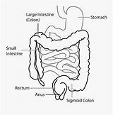 Intestine Diagram Large Small Digestive System Clipartkey sketch template