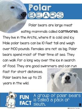 polar bears nonfiction unit   grade stories tpt