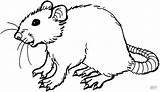 Rat Coloring Pages Cute Clipart Smiling Printable Mole Drawing Rats Colouring Adults Version Click Supercoloring Super Clipartbest Categories Color Clipartmag sketch template