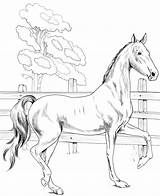 Kuda Mewarnai Bermanfaat Terima Semoga Kasih Bagi Berkunjung Kita sketch template