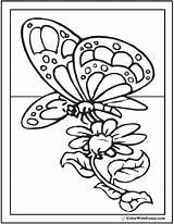 Daisy Coloring Pages Butterfly Cute Colorwithfuzzy sketch template