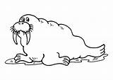 Walrus Coloring Cartoon Pages Clipart Printable Large Template Clip Library sketch template