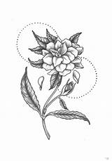 Gardenia Drawing Flower sketch template