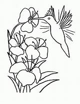 Hummingbird Coloring Pages Printable Kids Hummingbirds Birds Bestcoloringpagesforkids Flower Print Sheets Para Flores Colibri Dibujos Pintura Adult Pintar Adults Riscos sketch template
