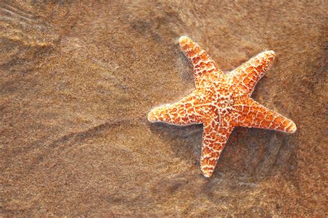 starfish   cool  washington post